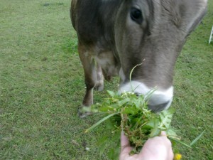 A hand-tame free-range heifer