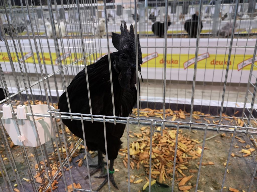 Gorgeous black cock, full size