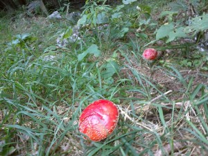 Mind-bogglingly red mushrooms